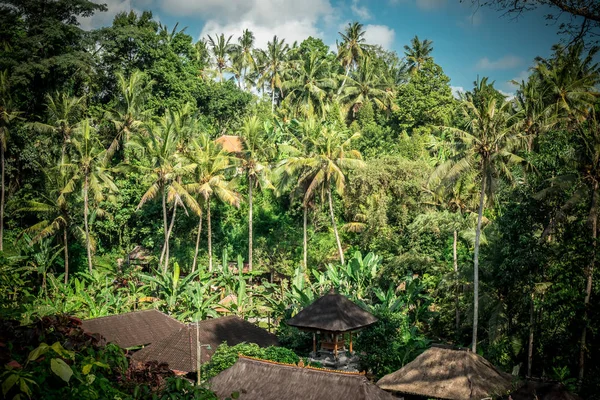 Selva verde en la isla de Bali, Indonesia. Escena de selva tropical . — Foto de Stock