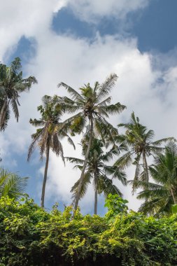 Yeşil orman Bali Adası, Endonezya. Tropikal yağmur ormanları sahne.