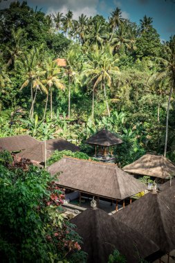 Yeşil orman Bali Adası, Endonezya. Tropikal yağmur ormanları sahne.