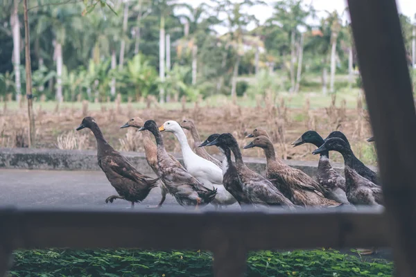 Patos sobre un fondo tropical de la isla de Bali, Indonesia . — Foto de Stock