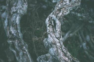 Eski doğal ahşap eski püskü arka plan kapatın. Bali Adası.