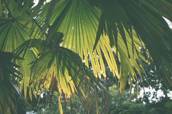 Tropikal arka plan açık havada kalıyor. Bali Adası, Endonezya. Palm.