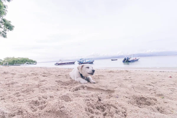 Perro callejero en la isla de playa de Nusa Lembongan, Bali, Indonesia. —  Fotos de Stock