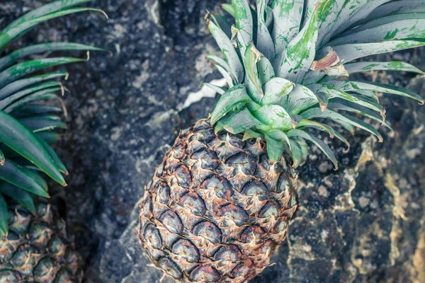 Fresh tropical exotic pineapple fruit on the beach. Parardise island of Bali. Indonesia. — Stock Photo, Image