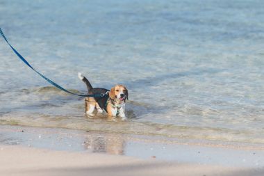 Genç kadın ile onun güzel beagle köpek Bali beach Adası, Endonezya.