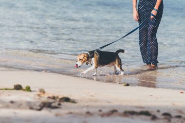 Genç kadın ile onun güzel beagle köpek Bali beach Adası, Endonezya.