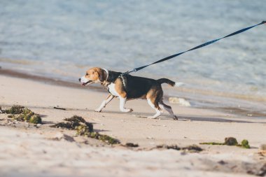 Genç kadın ile onun güzel beagle köpek Bali beach Adası, Endonezya.