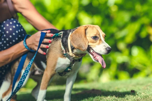 Ung kvinna med hennes härlig beaglehund på ön stranden Bali, Indonesien. — Stockfoto