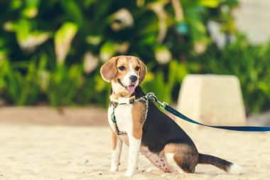 Sevimli kadın beagle köpek Bali beach Adası, Endonezya.