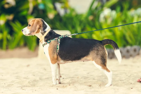 Söt kvinna beaglehund på ön stranden Bali, Indonesien. — Stockfoto