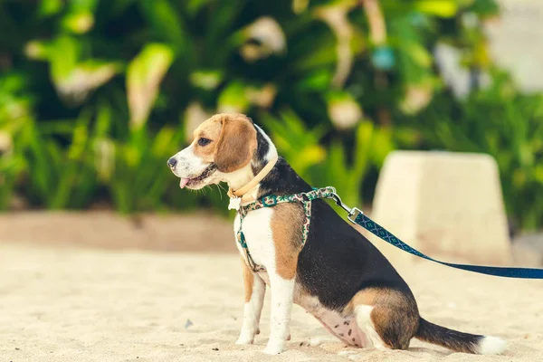 Söt kvinna beaglehund på ön stranden Bali, Indonesien. — Stockfoto