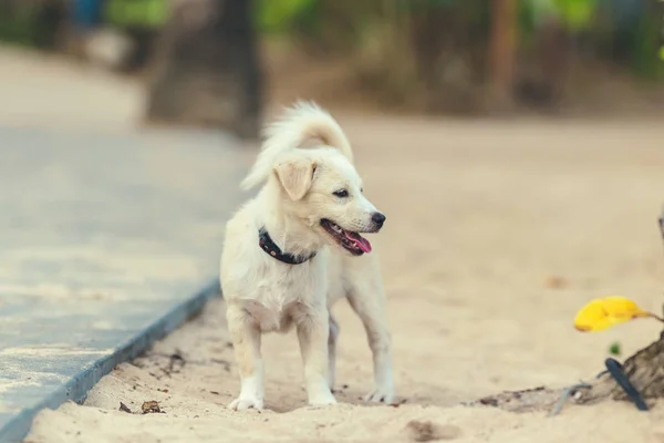 Balinesisk street hund på ön stranden Bali, Indonesien. — Stockfoto