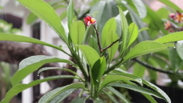 Tropische regen in de tuin buiten. Exotische groene en grijze achtergrond. Bali eiland, regent van seizoen. Indonesië. — Stockvideo