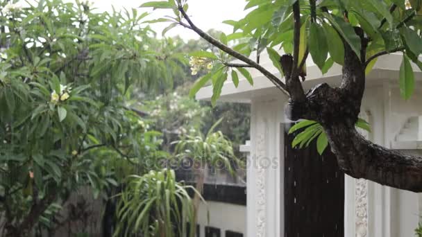 Tropische regen in de tuin buiten. Exotische groene en grijze achtergrond. Bali eiland, regent van seizoen. Indonesië. — Stockvideo