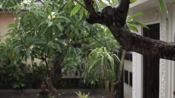 Tropikal yağmur bahçede açık havada. Egzotik yeşil ve gri arka plan. Bali Adası, sezon yağmur. Endonezya. — Stok video