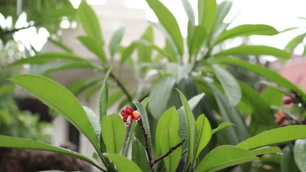 Tropischer Regen im Garten im Freien. exotischer grüner und grauer Hintergrund. Bali Insel, Regenzeit. Indonesien. — Stockvideo