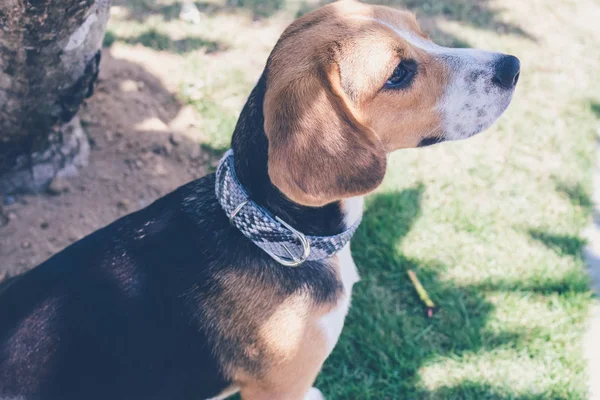 Närbild porträtt av kvinnliga beagle hund utomhus, Asien, ön Bali, Indonesien. — Stockfoto