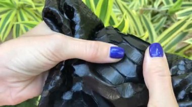 Yılan deri, egzotik deri, siyah renkli bir pitonu. Lüks python deri. Bali.