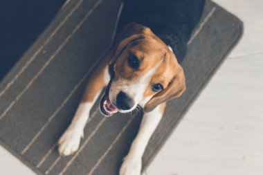 Sevimli genç beagle yavru köpek kapalı döşeme. Mutlu kadın beagle köpek.