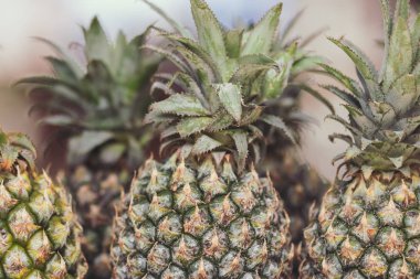 Bir sürü tropikal ananas meyve arka plan. Tropikal arka plan. Taze ananas.