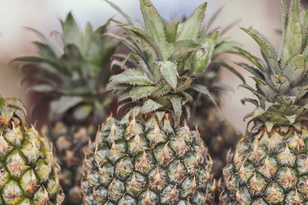 Bir sürü tropikal ananas meyve arka plan. Tropikal arka plan. Taze ananas.