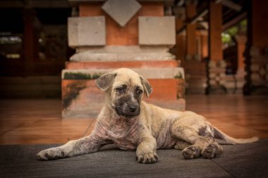 Şirin köpek yavrusu Balili rahatlatıcı köpek Tirta Empul Tapınağı, Bali Adası, Endonezya.