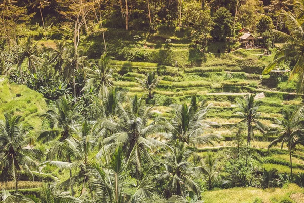 Paisaje vista del campo de arroz en una isla tropical de Bali, Indonesia. Arroz ecológico asiático . — Foto de Stock