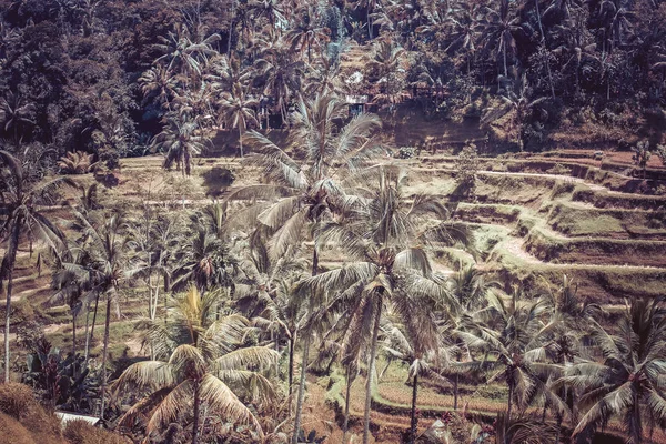 Paisaje vista del campo de arroz en una isla tropical de Bali, Indonesia. Arroz ecológico asiático . —  Fotos de Stock