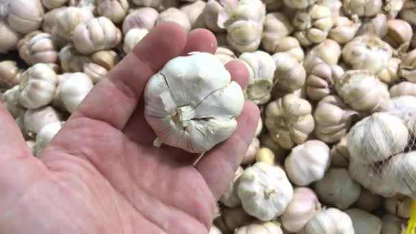 Fresh organic healthy garlic in the food market. Garlic vegetable. Close up 4K footage. Man hand choosing garlic. — Stock Video