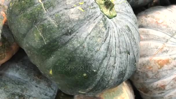 Green organic pumpkin on the farmer market. Asian market. Pumpkin vegetable. — Stock Video