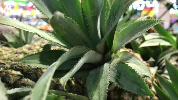 Verse biologische tropische ananas in de Aziatische supermarkt. — Stockvideo