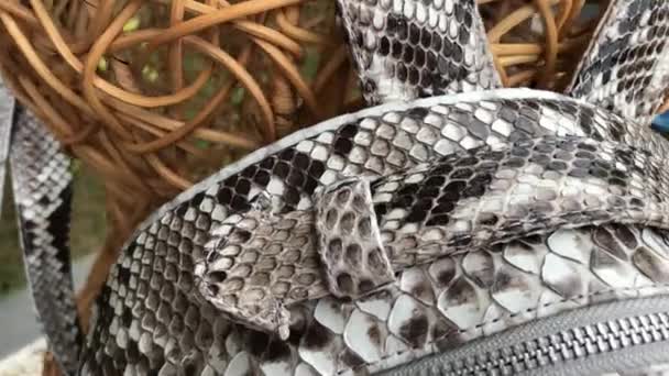 Mode Schlangenhaut Python Rucksack, Nahaufnahme. — Stockvideo