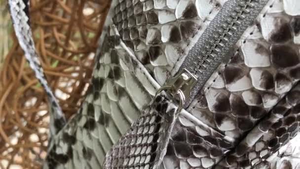 Yılan derisi python sırt çantası moda, yakın çekim. — Stok video