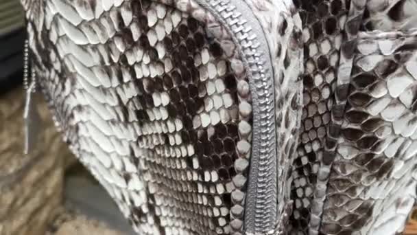 Fashion snakeskin python backpack, close up. — Stock Video
