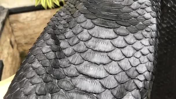 Textura de cuero de cerca, pitón de piel de serpiente. Chaqueta de cuero . — Vídeo de stock