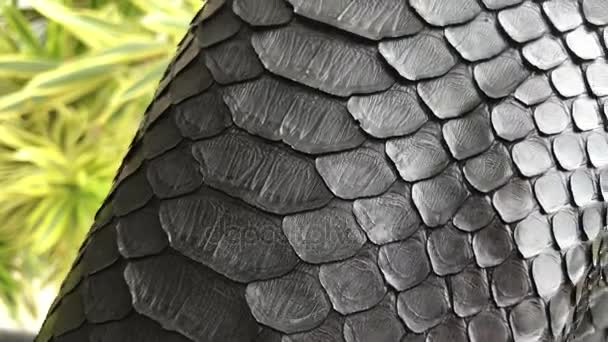 Leather texture close up, snakeskin python. Leather jacket. — Stock Video