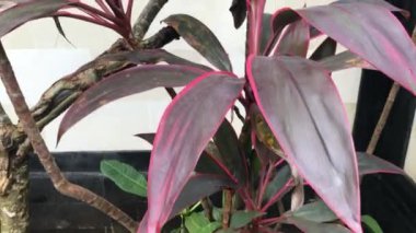 Çiçek arka plan, Asya, Endonezya, Bali Adası.