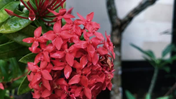 Virág háttér, Ázsia, Indonézia, Bali szigetén. — Stock videók