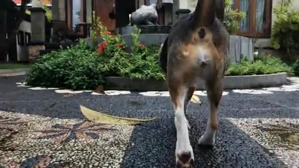 Câmera rastreia cão enquanto ele caminha no jardim asiático. Ilha tropical de Bali, Indonésia . — Vídeo de Stock