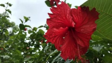 Kırmızı hibiscus çiçek Bali bir bahçe kapatın. Çiçek arka plan. Bali, Endonezya'nın tropik ada.