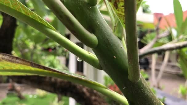 Nahaufnahme des Bäumchens plumeria frangipani im balinesischen Garten. tropische insel bali, indonesien. — Stockvideo