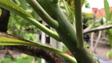Bali dili bahçedeki plumeria frangipani ağacının kapatın. Bali, Endonezya'nın tropik ada.