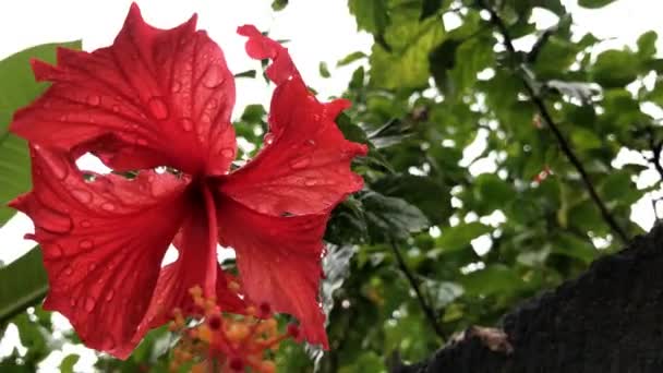 Nahaufnahme einer roten Hibiskusblüte in einem balinesischen Garten. Blumenhintergrund. tropische insel bali, indonesien. — Stockvideo