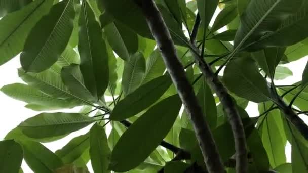 Close up van plumeria frangipani boom in de balinese tuin. Tropische eiland Bali, Indonesië. — Stockvideo