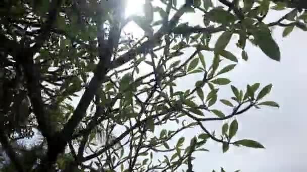 Solen glimrande genom tropiska träd i en solig dag. Ön Bali, Indonesien. — Stockvideo