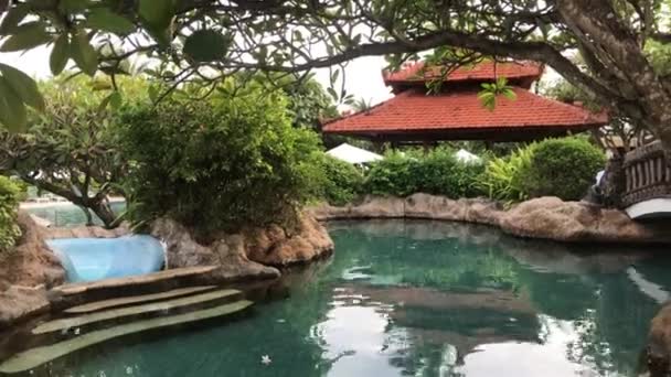 발리 가든에서 plumeria frangipani 나무 닫습니다. 발리, 인도네시아의 열 대 섬. — 비디오