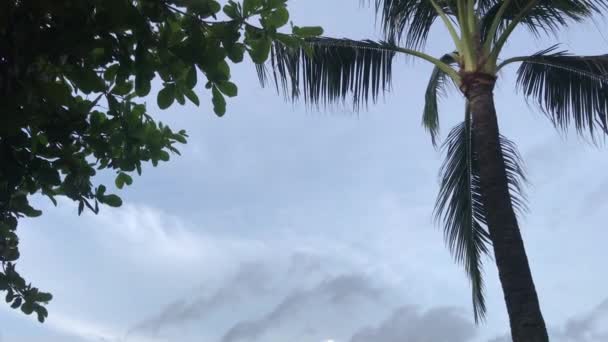 Plumeria frangipani träd och palmer i balinesisk trädgården. Tropisk ö i Bali, Indonesien. — Stockvideo