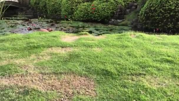 Station tropicale, paysage tropical. Bali île, Indonésie .