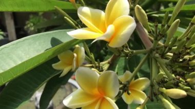 Bali dili bahçedeki plumeria frangipani ağacının kapatın. Bali, Endonezya'nın tropik ada.