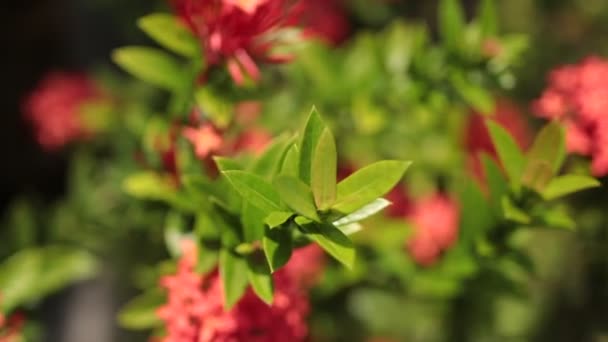 Primer plano de la flor ixoria en el jardín tropical. Isla de Bali, Indonesia . — Vídeos de Stock